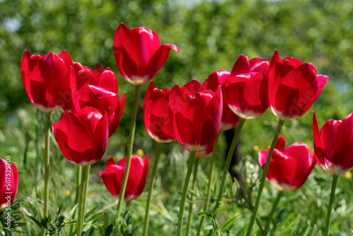 Bright red tulips growing in the garden in sun light