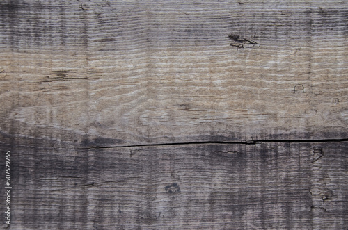 Autumn wooden background. A perfect rustic and grunge wallpaper for your products. 