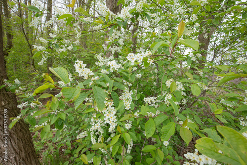 Close up of Spring-blooming Dirty Tree, Rhamnus frangula, Frangula alnus, with white blooming spike-shaped erect racemose inflorescence and fresh green foliage photo