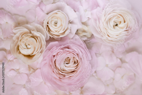 Fototapeta Naklejka Na Ścianę i Meble -  One pink and three white ranunculus flowers