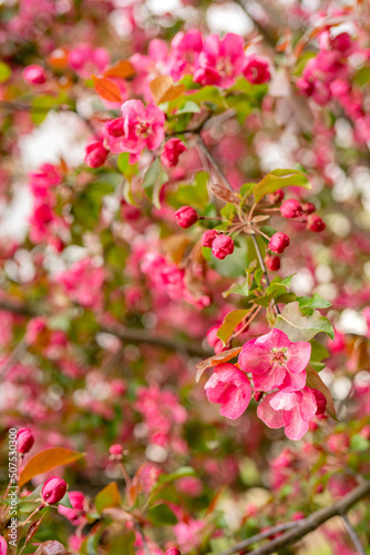 Pink flowers of an apple tree. Spring flowering garden.