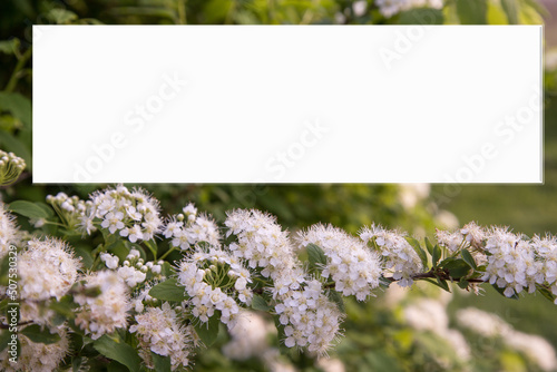 A place for an inscription on the background of a blooming ornamental bush. Copy space
