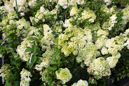 close up of a bunch of hydrangeaы