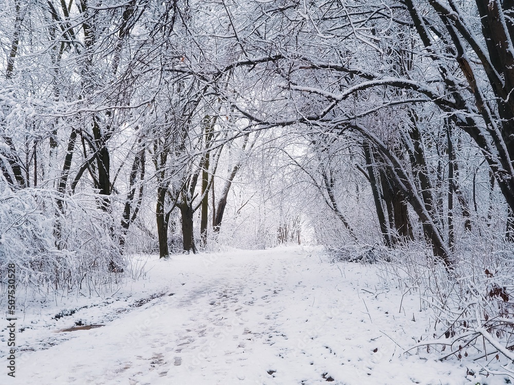 Cold winter forest with snow and hoarfrost. Atmospheric winter landscape. beautiful nature for background.