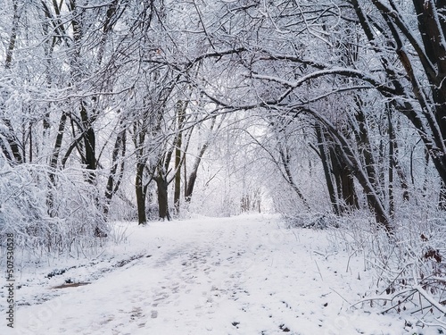 Cold winter forest with snow and hoarfrost. Atmospheric winter landscape. beautiful nature for background. © Nazarii