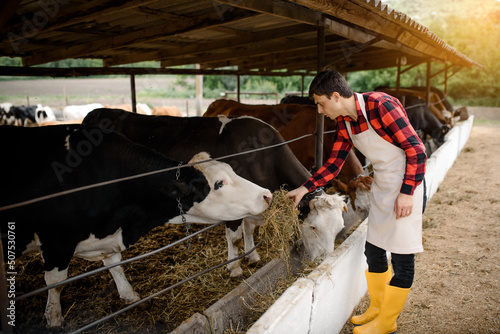 Young man farmer in an apron is feeding his cows with hay on his cow farm.