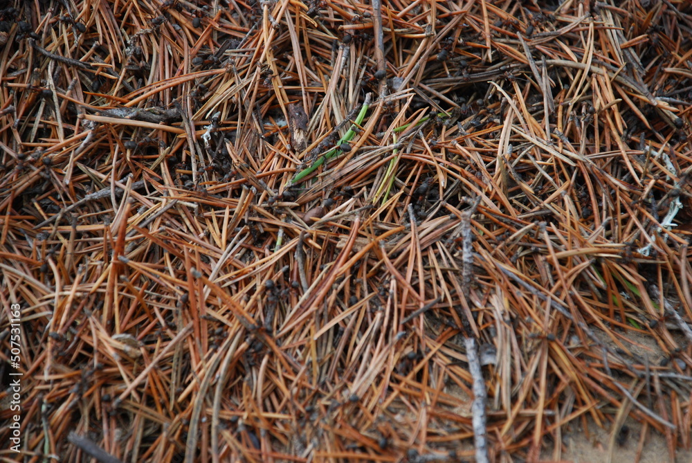 An anthill in a pine forest. In a coniferous forest, a colony of insect ants has built an ant, on top lie fallen brown and yellow pine needles, ants run over them.