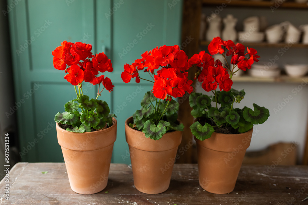 Red geraniums in clay pots