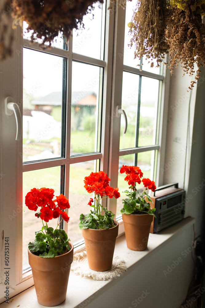 Window in eco countryside house with red flowers in pots
