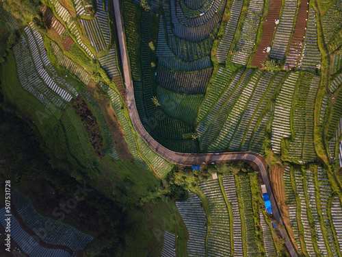Overhead Drone shot of green vegetable plantation with the road in the middle. The vegetable plantation is green with full of plant and see striped pattern. Slope of Mount Merbabu, Indonesia