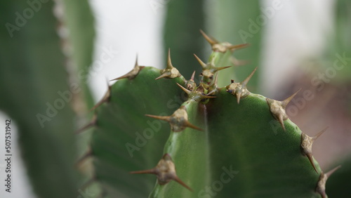 Cactaceae (Cactaceae), commonly called cactus, seen in macro detail. xerophytic plants, adapted to arid environments through the accumulation of water inside succulent tissues photo