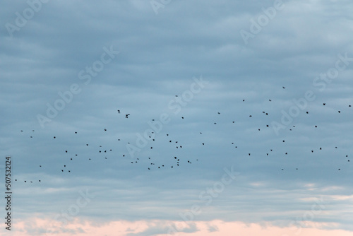 Flock of birds flying against moody cloudy sky