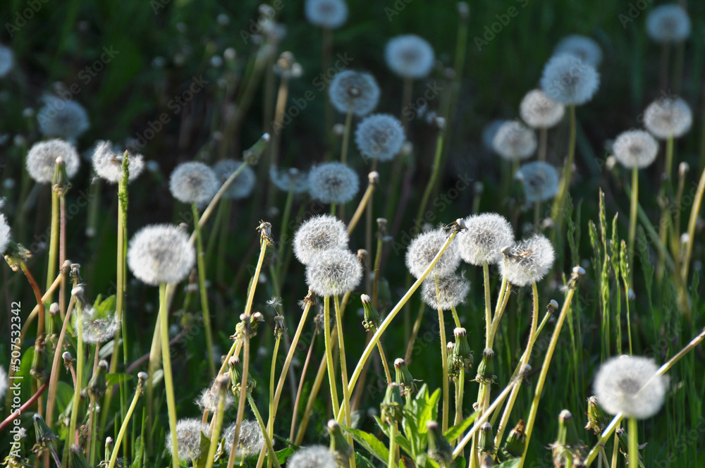 A dandelion faded in the meadow A dandelion faded in the meadow