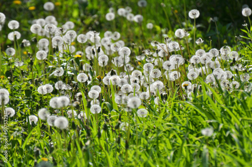 A dandelion faded in the meadow © orestligetka