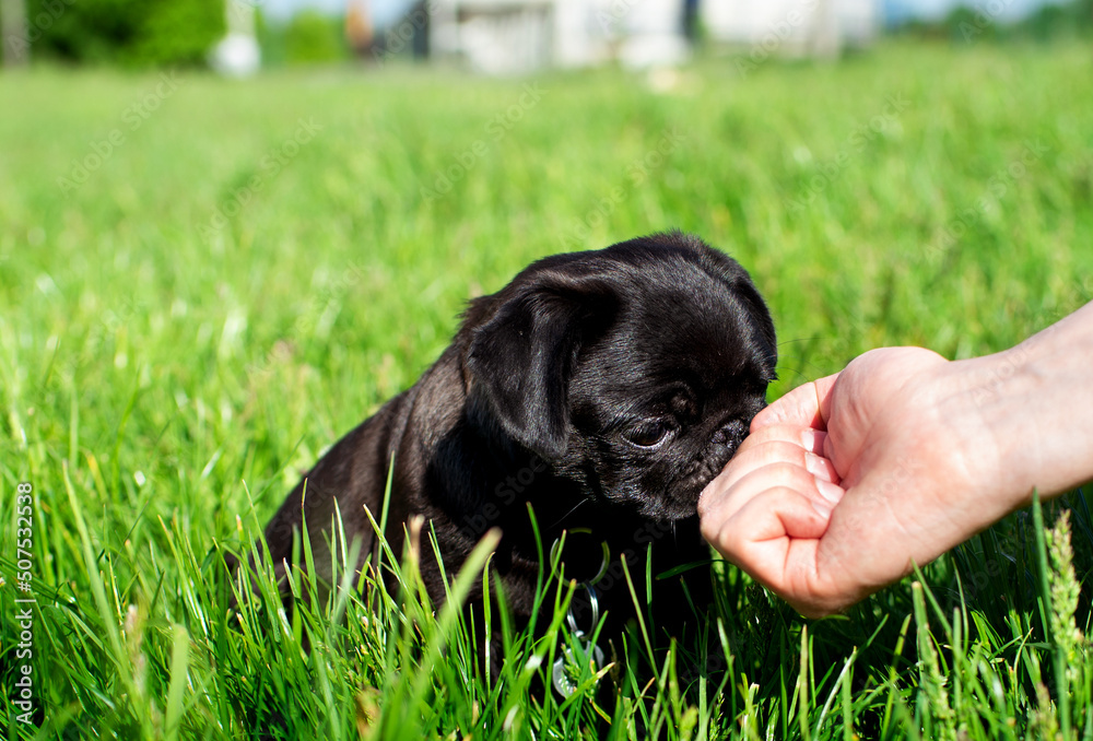 Pug dog. The puppy is two months old. Black pug on a background of green grass. Man's hands give him food Pug dog. The puppy is two months old. Black pug on a background of green grass. Man's hands give him food
