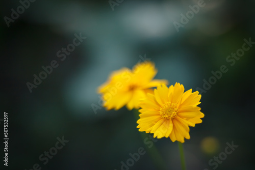 yellow flower closeup