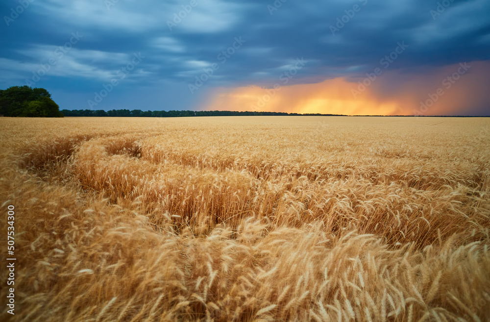natural beautiful landscape with field of Golden ripe wheat ears on blue background a stormy sky