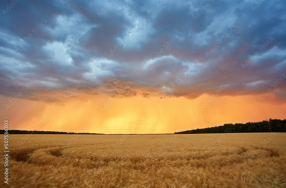 Dark thunderclouds over a wheat field at sunset.