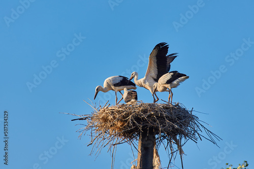 Family of storks with a chick in the nest