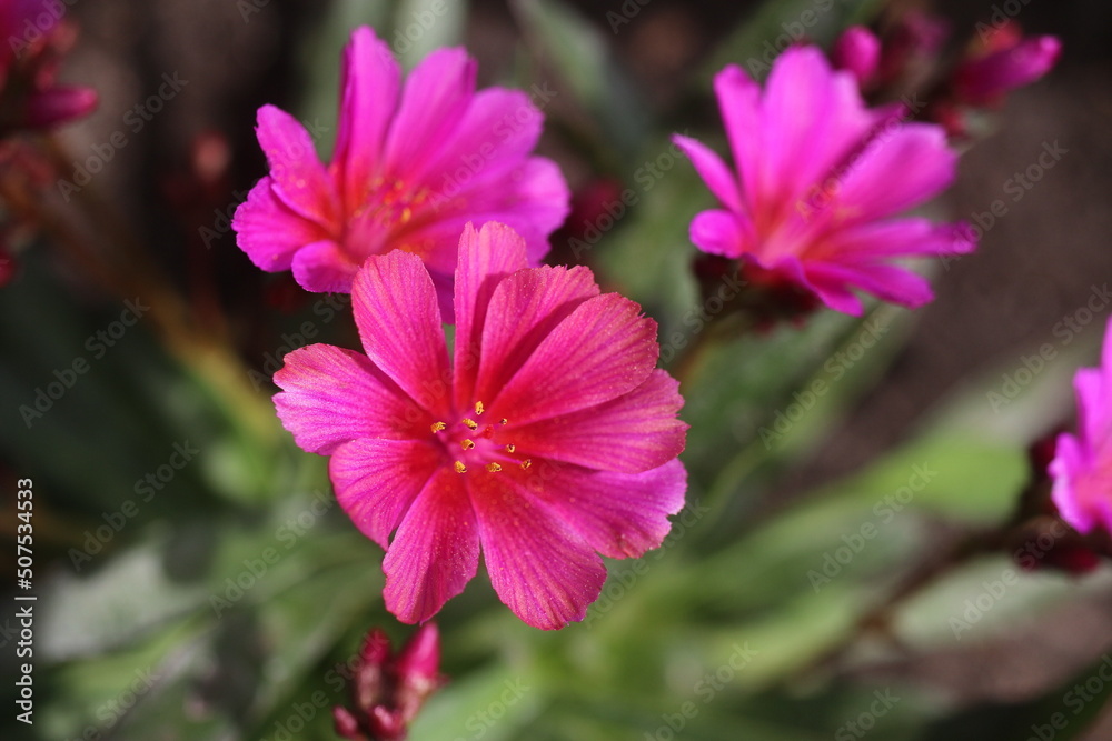 Obraz premium Lewizja długopłatkowa 'Little Raspberry' Lewisia longipetala