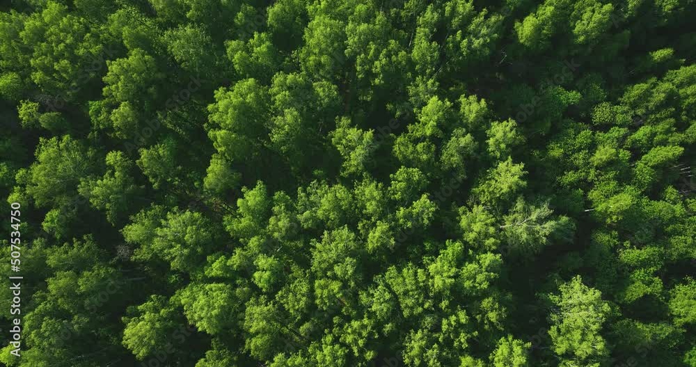 Flight over green forest in summer. Birch Grove. Aerial view
Flight over green forest in summer. Birch Grove. Aerial view
