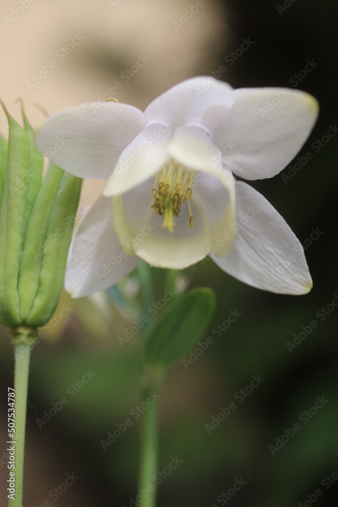 Orlik wachlarzowaty 'Nana Alba' Aquilegia flabellata