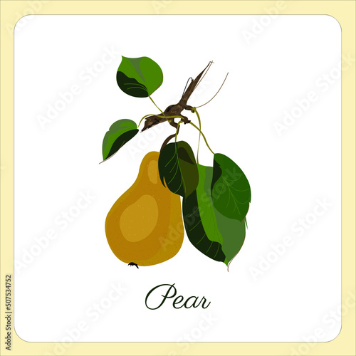 Yellow pear isolated on white background. Vector illustration. Cut green pear. Realistic vector illustration plant.  Fruit, leaf, branch of tree isolated.