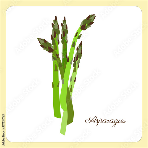 Vector asparagus. Vegetable illustration for farm market menu. Fresh green tender asparagus shoots spears realistic set.