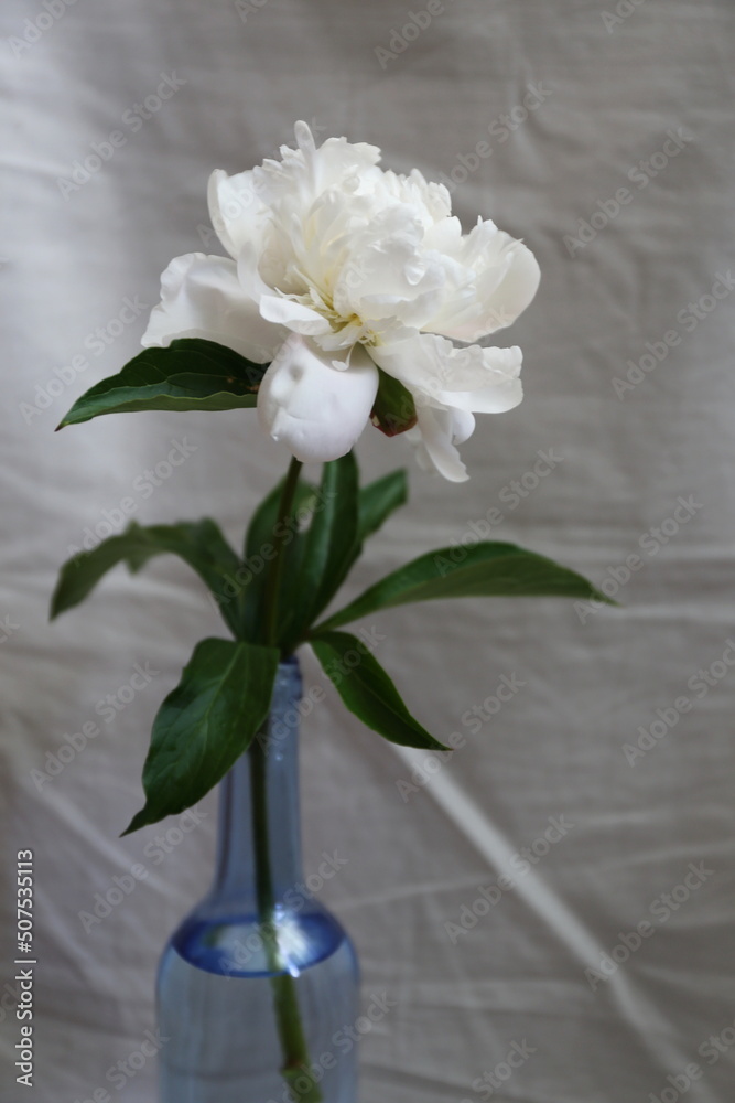 Fototapeta premium bouquet of white beautiful peonies in a blue vase
