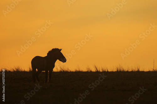 Przewalski's horse (Equus ferus przewalskii ), also called the takhi, Mongolian wild horse or Dzungarian horse, standing on a plain at sunset with a yellow sky © michal