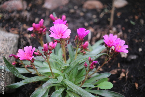 Lewizja długopłatkowa 'Little Raspberry' Lewisia longipetala photo