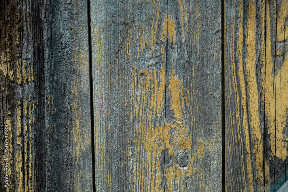 The background is an old tree. The texture of wood, bark. The background is an old tree. The texture of wood, bark.