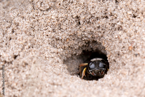 Dasypodaidae in hole photo