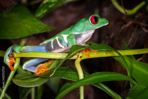 The red eyed tree frog looking