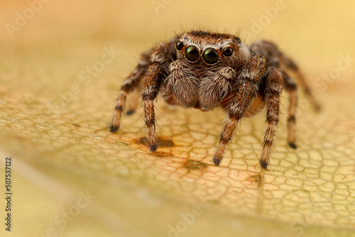 Jumping spider on a yellow autumn leaf