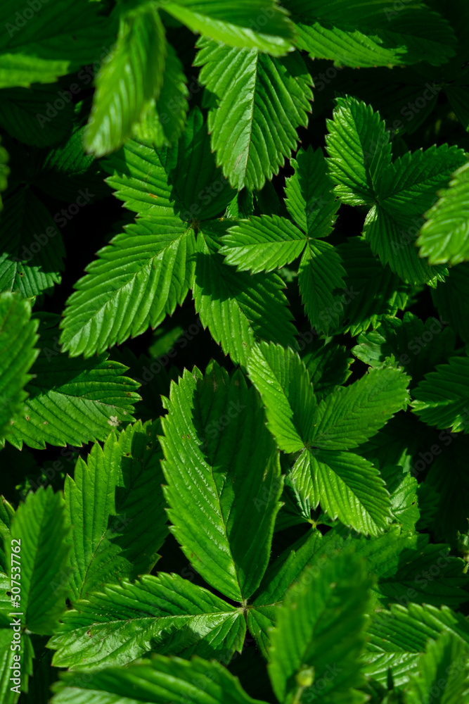 Background of green strawberry leaves close-up Background of green strawberry leaves close-up