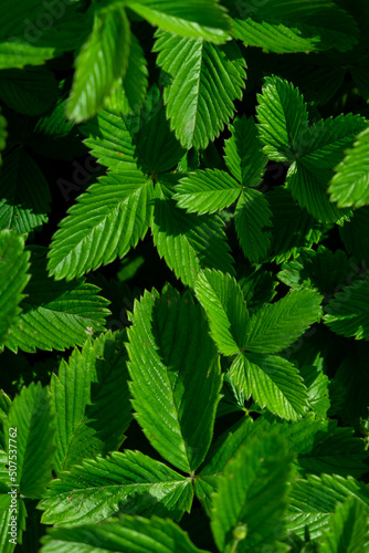 Background of green strawberry leaves close-up