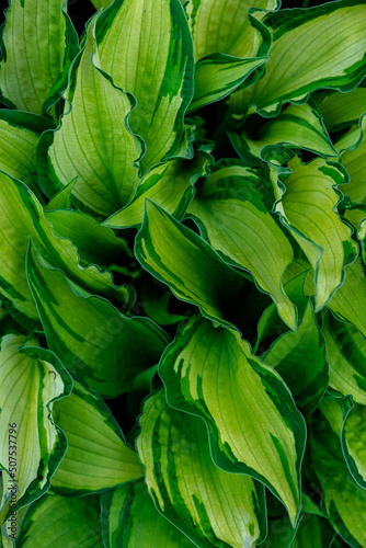 Background of green leaves close-up