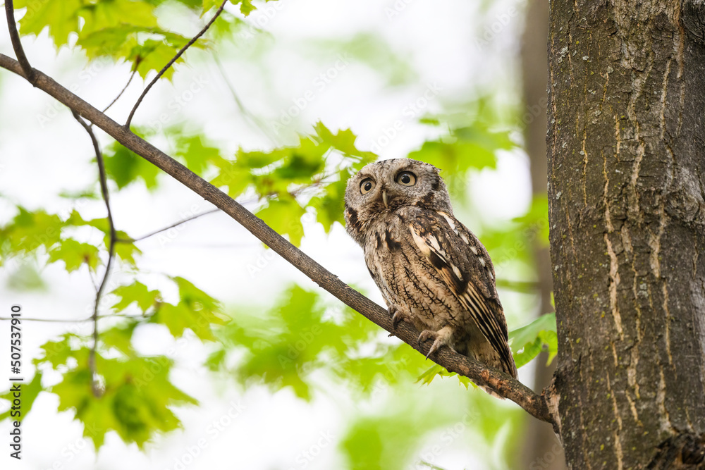 Eastern Screech Owl sitting on tree branch in spring, portrait Eastern Screech Owl sitting on tree branch in spring, portrait