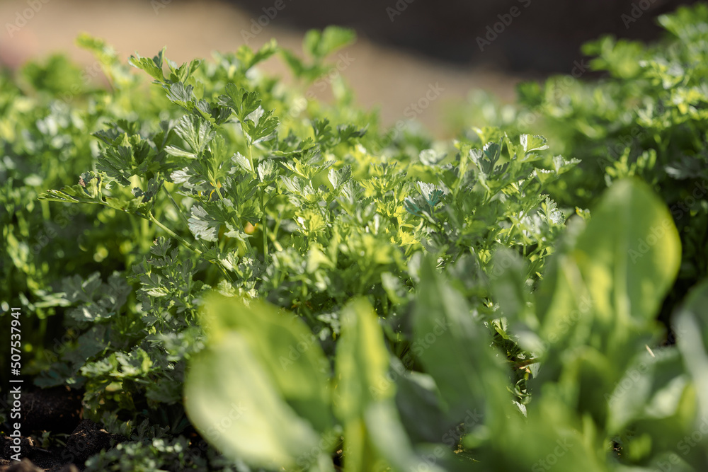Beds with fresh herbs in spring . Eco-friendly natural green onions, parsley, lettuce, cilantro growning in garden. High quality photo