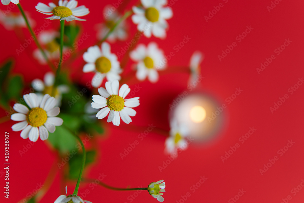 summer composition. daisies on a red background.