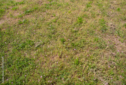Ragged Grass Lawn with Goatheads or Goat Heads and Plantain Weed Close Up