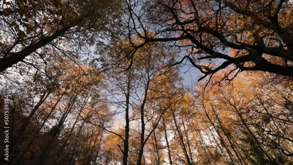 The forest in autumn. Low angle shot, panning the trees in the woods with beautiful red, yellow and orange leaves. The forest in autumn. Low angle shot, panning the trees in the woods with beautiful red, yellow and orange leaves.