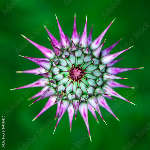 A selective focus shot of a Thistle flower