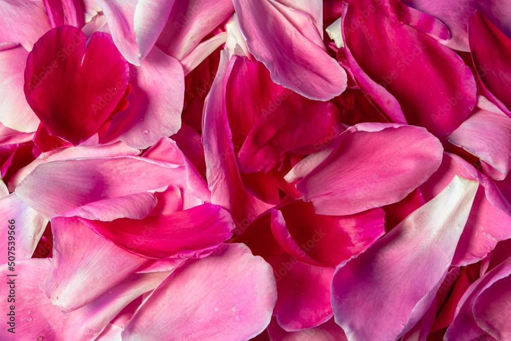 Pink flower petals on the table. Pink flower petals on the table.