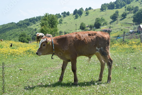 Destroyed house and cows grazing in the forest