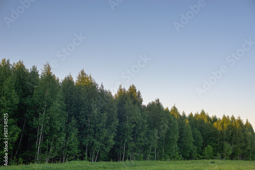 Nature  forest and green meadow.