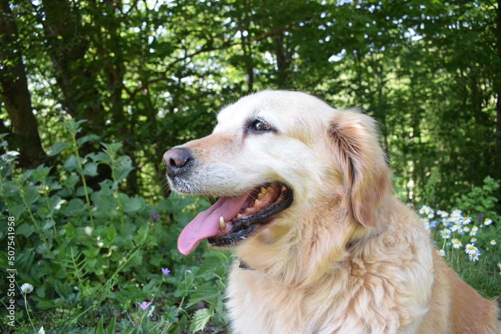 Dog Golden Retiever and boy child in the forest camping Dog Golden Retiever and boy child in the forest camping
