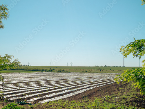 Fototapeta Agriculture field in sowing season