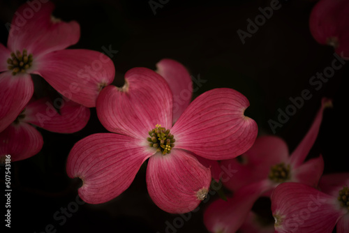 Foto Beautiful large pink flowers on the tree on a black natural background